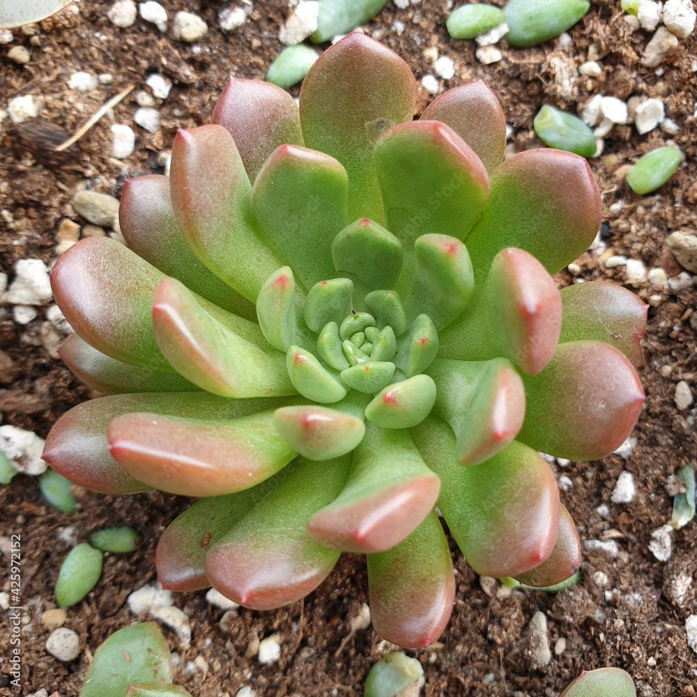 Close up a beautiful succulent potted plant for sale on the cactus farm. Close up a beautiful succulent potted plant for sale on the cactus farm.