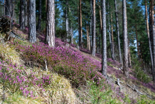Schneeheide -  (Erica carnea)  in der Ramsau bei Hainfeld