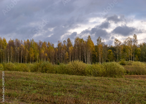 autumn landscape with colorful yellow trees in the background  foreground field  golden autumn  expressive sky  autumn time