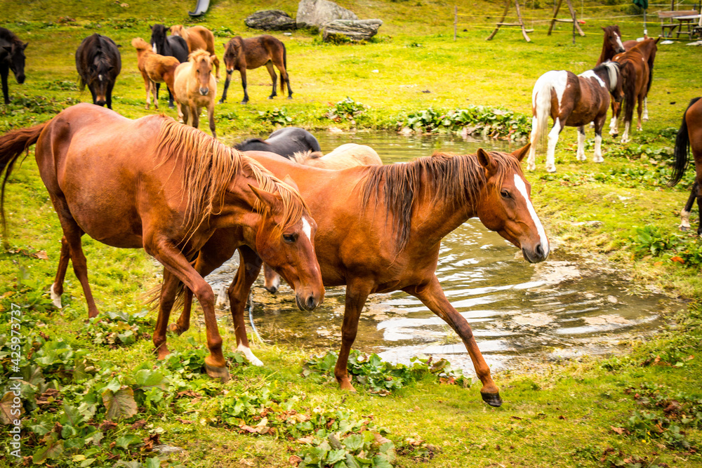 Obraz premium horses on alpine pastures, alps, austria, gastein