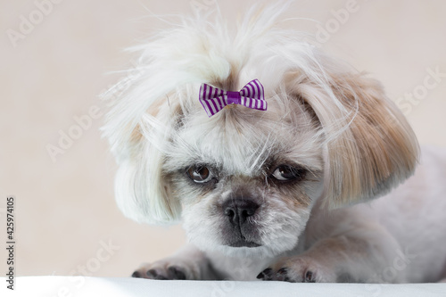 Funny dog ​​of the Shitsu breed after a haircut. On a light background. Close-up. Place for an inscription.	
