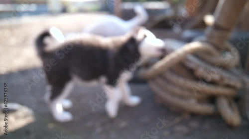 Süßer Husky Welpe knabbert beißt Holz und ein Seil photo