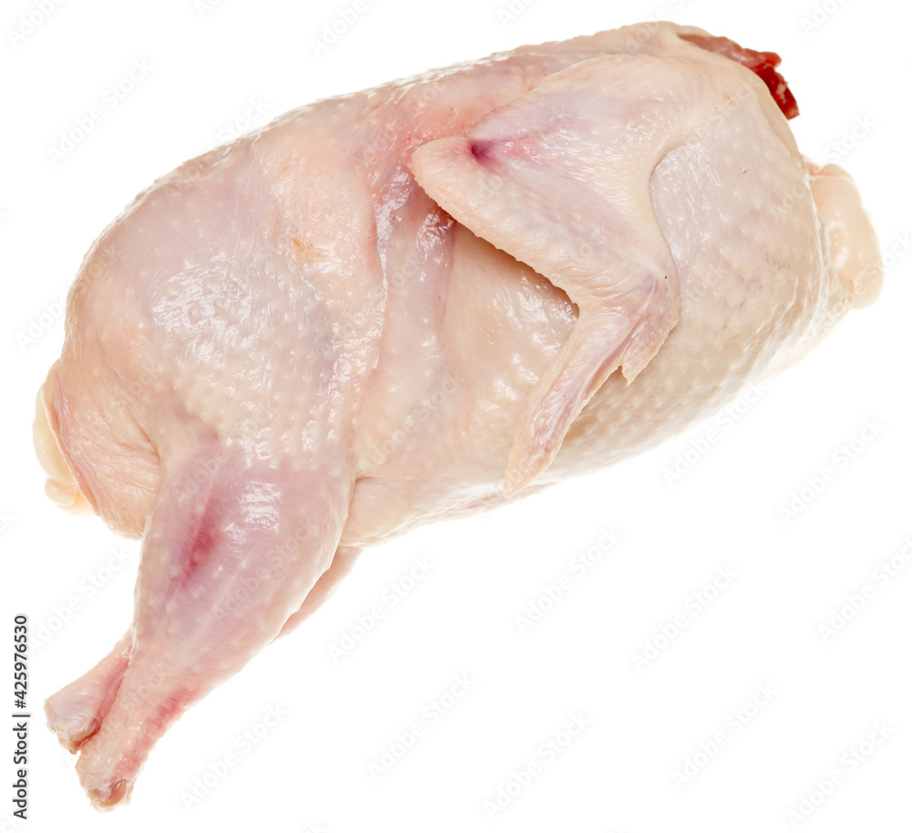 Quail on white Quail on white