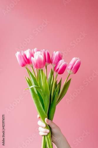 Pink tulips on the pink background. © volody10