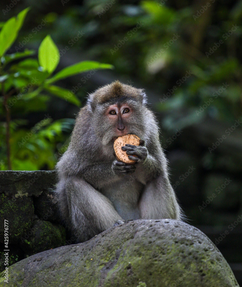 portrait of a monkey eating