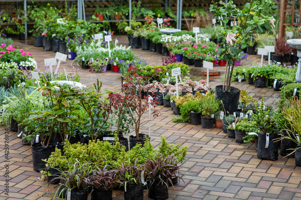 Obraz premium Close up shot of plants in nursery