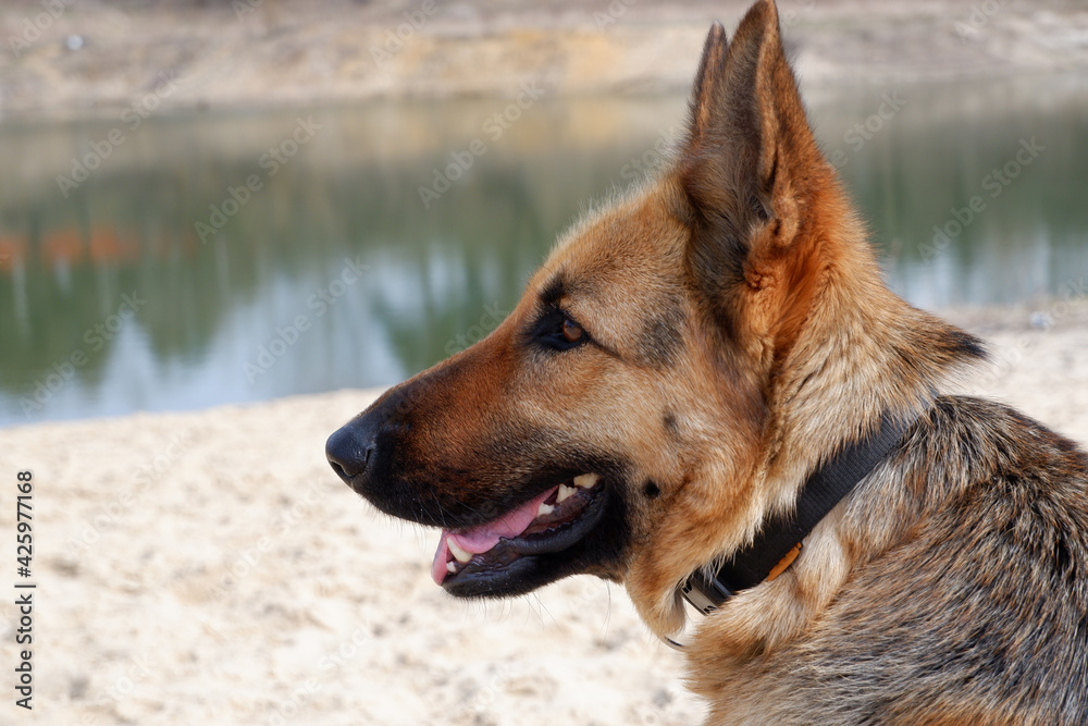 German shepherd dog in profile close-up on the sandy shore of the lake. Walking with your pet in the spring. German shepherd dog in profile close-up on the sandy shore of the lake. Walking with your pet in the spring.