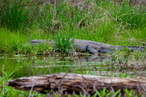 Alligator On The Edge Of Lake-0496