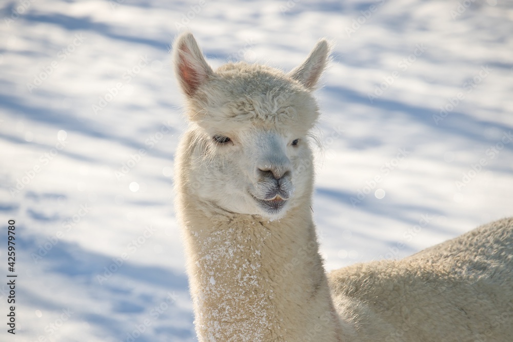 Wwhite alpaca in the snow
