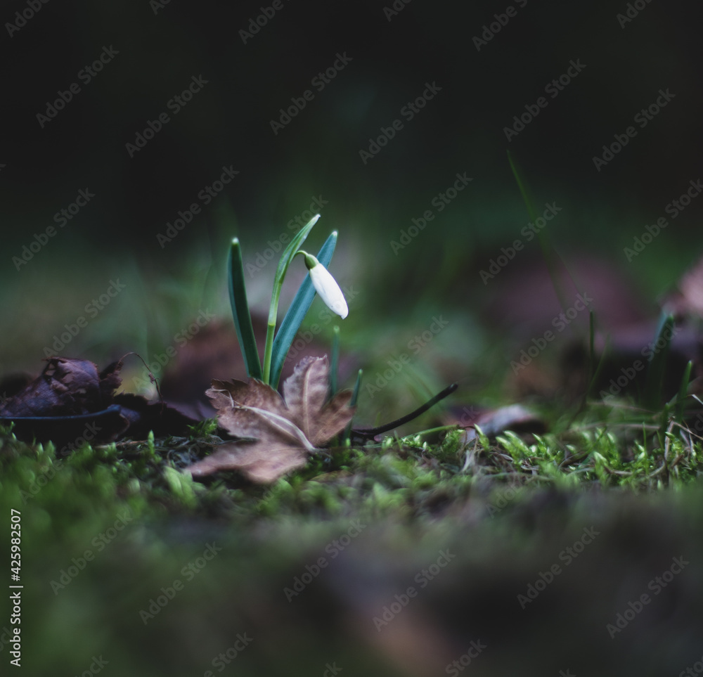 flower in a forest flower in a forest