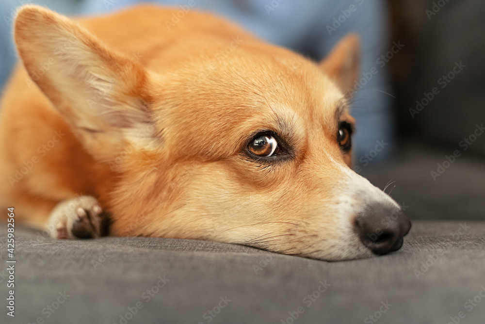 Close up head of cute ginger welsh corgi pembroke dog laying on the sofa with sad face