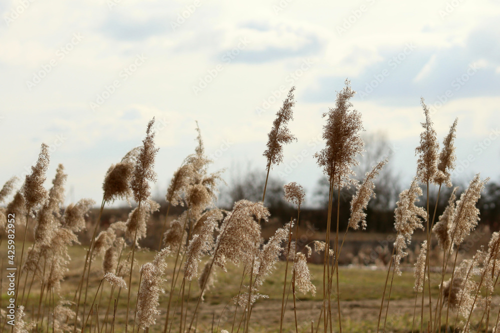 Fototapeta premium Seals on the willow flowering plants