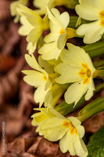 A bunch of primroses in the forest 