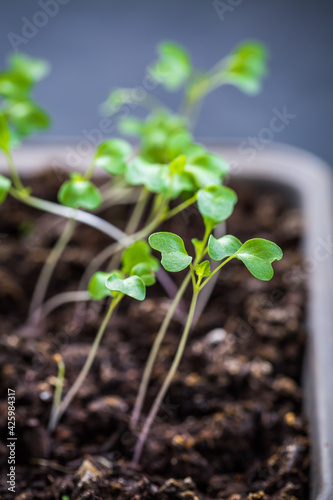 Small seedlings growing in cultivation tray