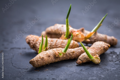 Curcuma (turmeric root) with fresh rhizomes, ready for planting into soil