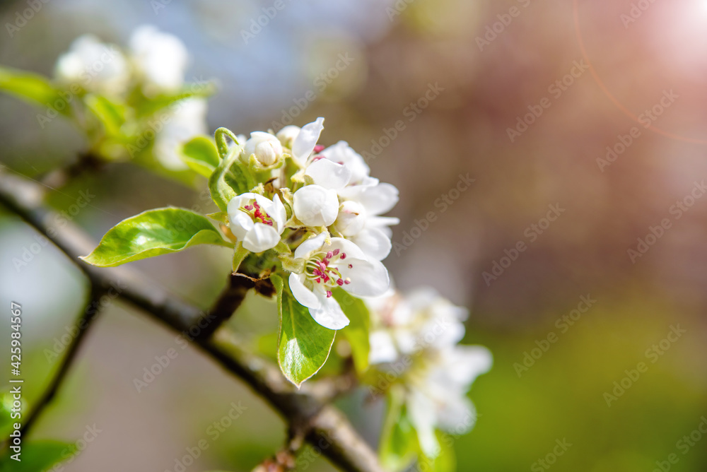appletree blossom branch in the garden in spring
appletree blossom branch in the garden in spring