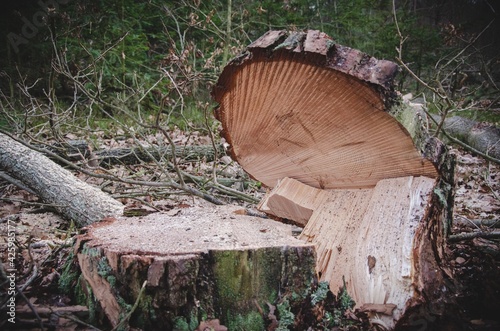 Pień ściętego drzewa. photo