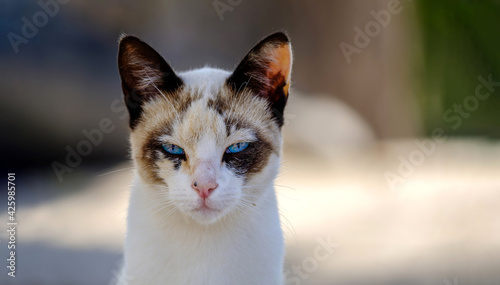 cat portrait defiant look blue eyes blurred background