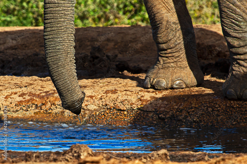 Fototapeta premium Close-up of elephant trunk with water dripping
