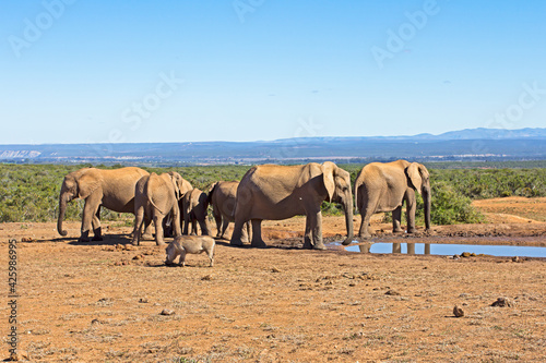 Small herd of elephants drinking with warthog