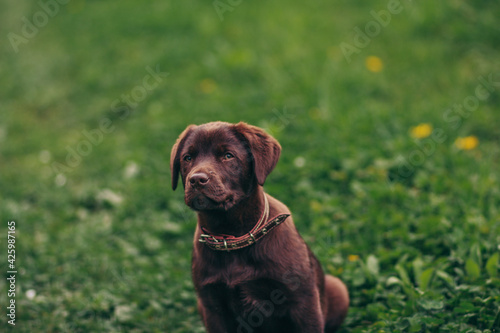 A dog with a frisbee in its mouth
