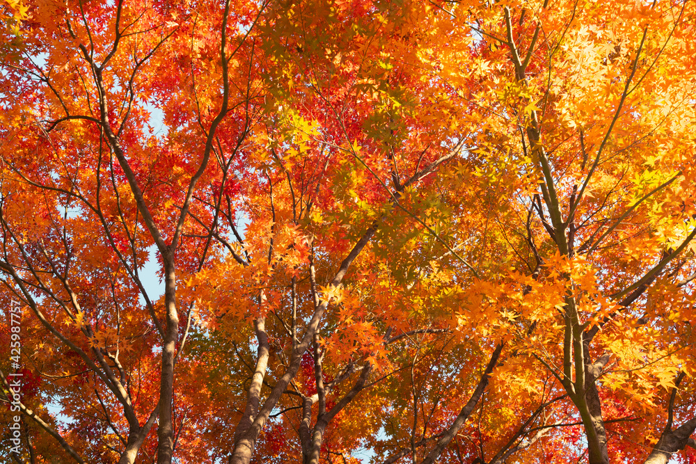 Colorful Maple trees in Korea