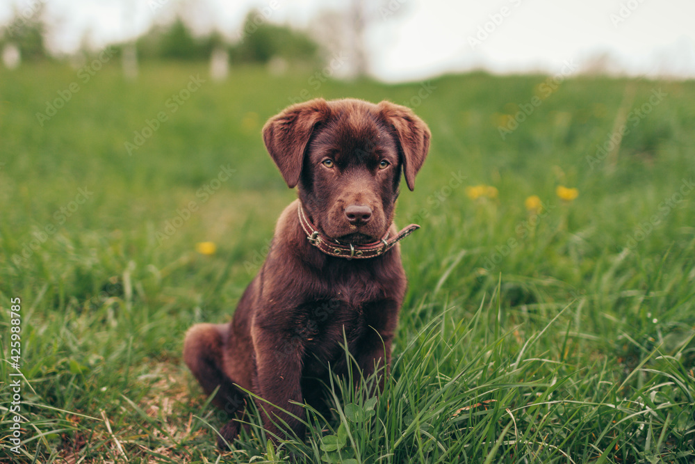 A large brown dog lying on top of a grass covered field A large brown dog lying on top of a grass covered field