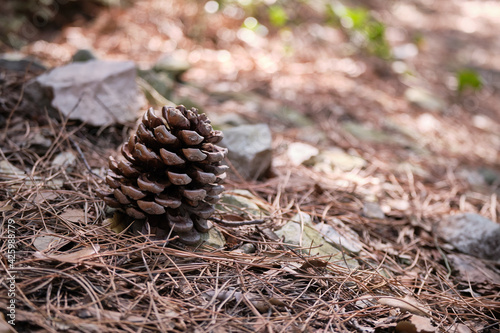 Close up view of pine cones
