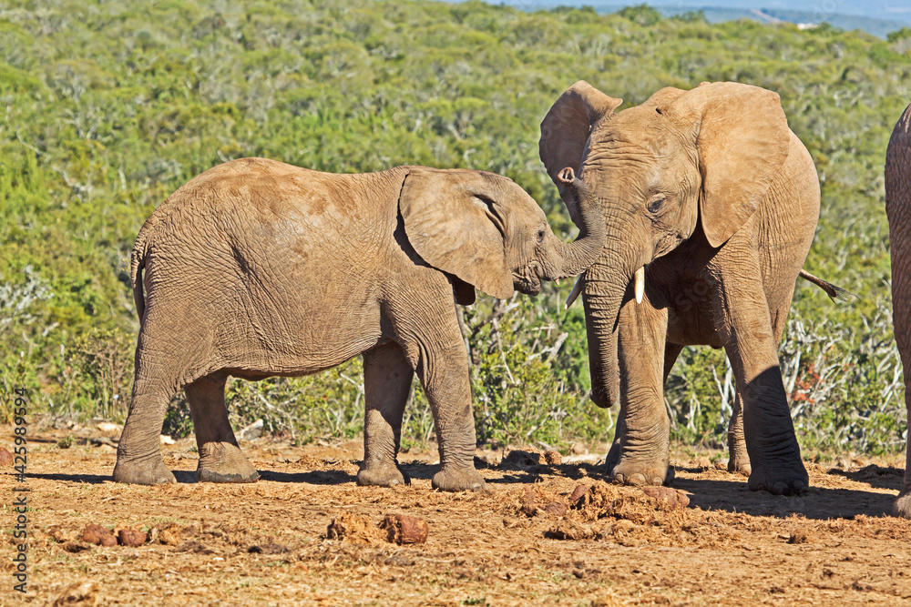 Fototapeta premium Baby and juvenile elephant playing