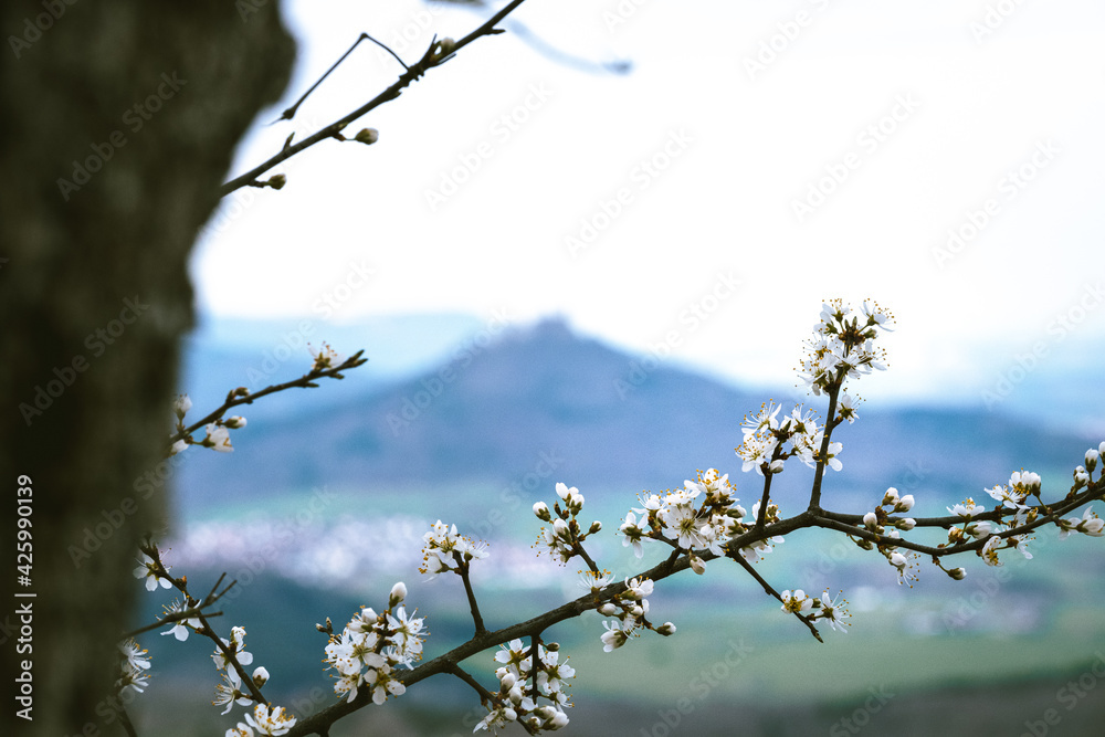 Blüten am Baum