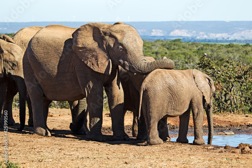 Female elephant resting her trunk on baby