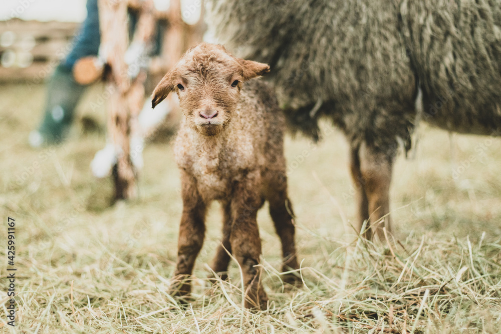 Shot of a newborn baby lamb with cute face in a herd of sheep
Shot of a newborn baby lamb with cute face in a herd of sheep