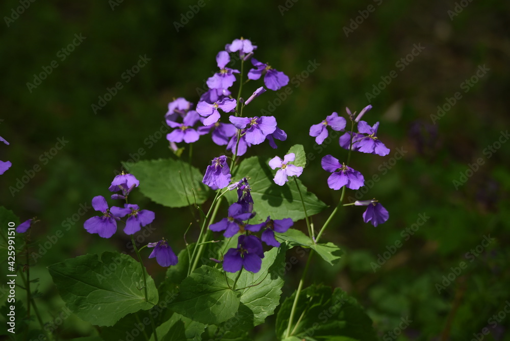 Chinese violet cress (Orychophragmus Violaceus). Brassicaceae plant. Chinese violet cress (Orychophragmus Violaceus). Brassicaceae plant.
