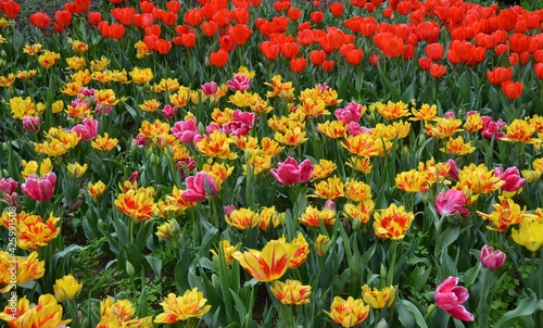 Red and Yellow Tulips in a field on a spring sunny day