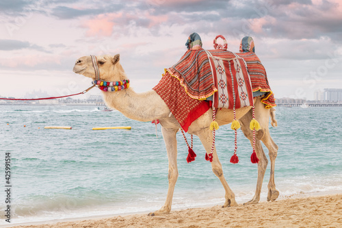 A camel with a saddle embroidered in national Arabic patterns on the Persian Gulf coast. Entertainment for tourists and vacationers