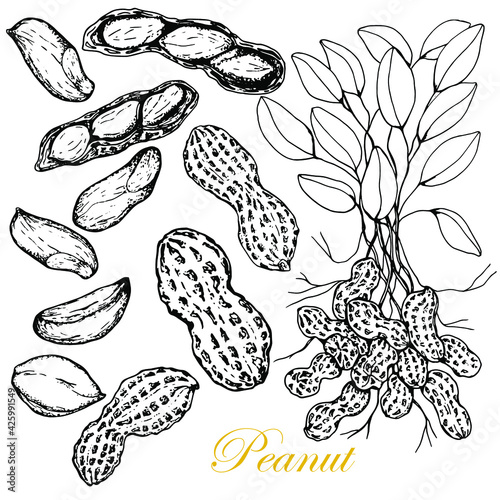 Paenut. Set.Nuts in whole and ripe peel. Leaves.Rhizome with nuts. Handdrawing. Stock black white illustration.On white background.Vector. Sketch. For packaging and labeling of peanut products.