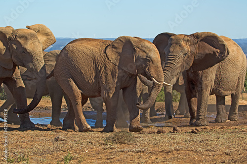 Elephant matriarch forcing young male from herd © geoffsp