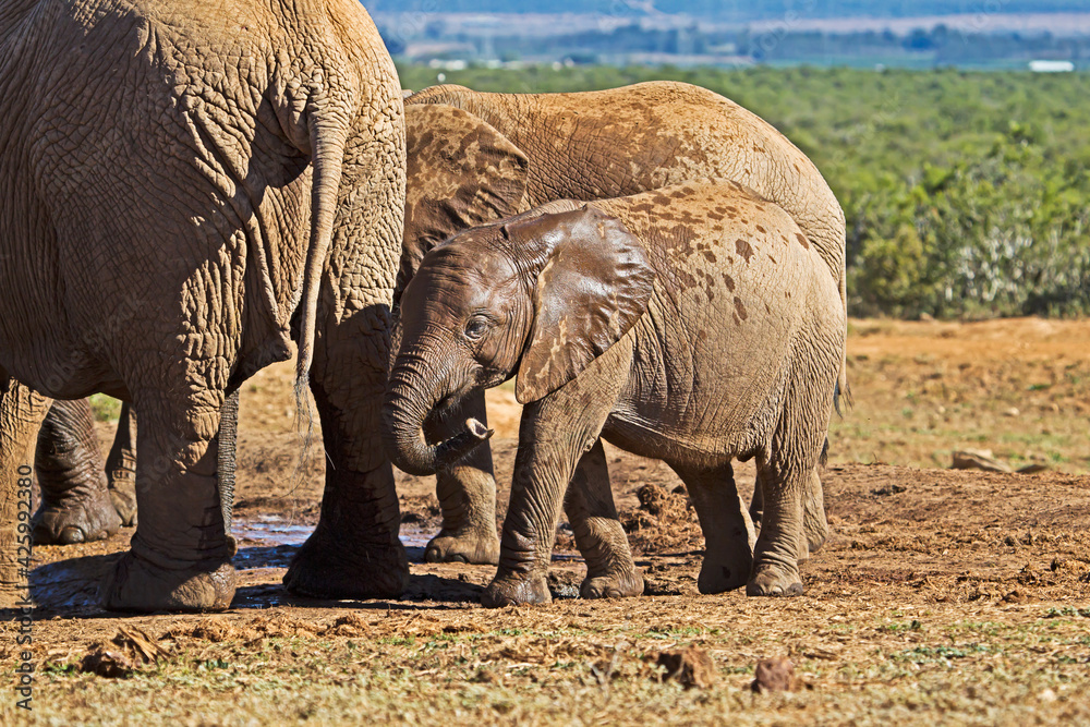 Fototapeta premium Baby elephant with wet ears next to large cow