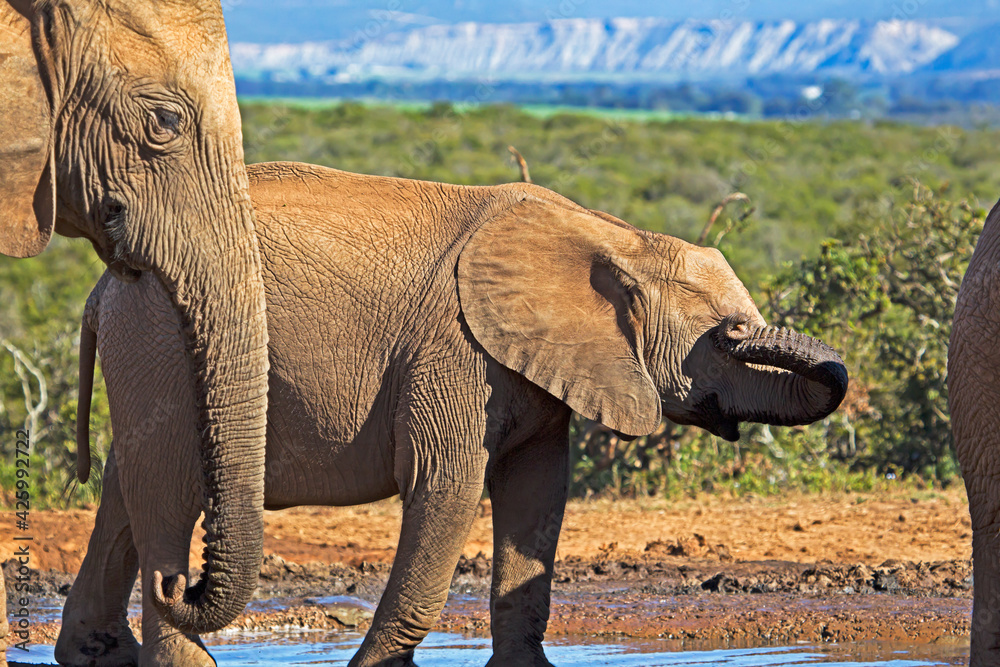Fototapeta premium Baby elephant wiping eye with trunk