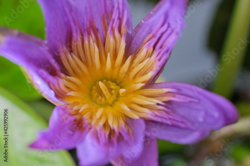 close up lotus flower with purple 