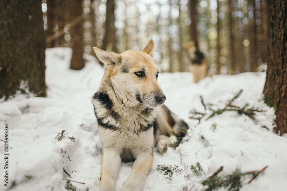 A dog that is covered in snow A dog that is covered in snow