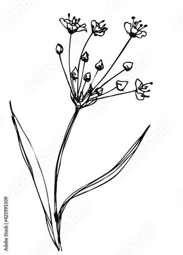 Vector ink sketch of water plant flowering rush