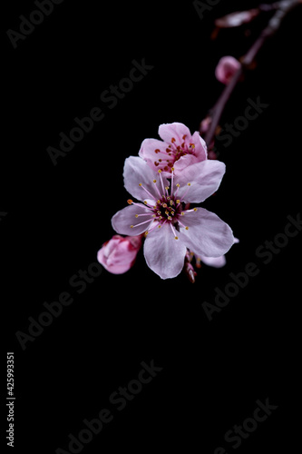 cherry blossom on black background 