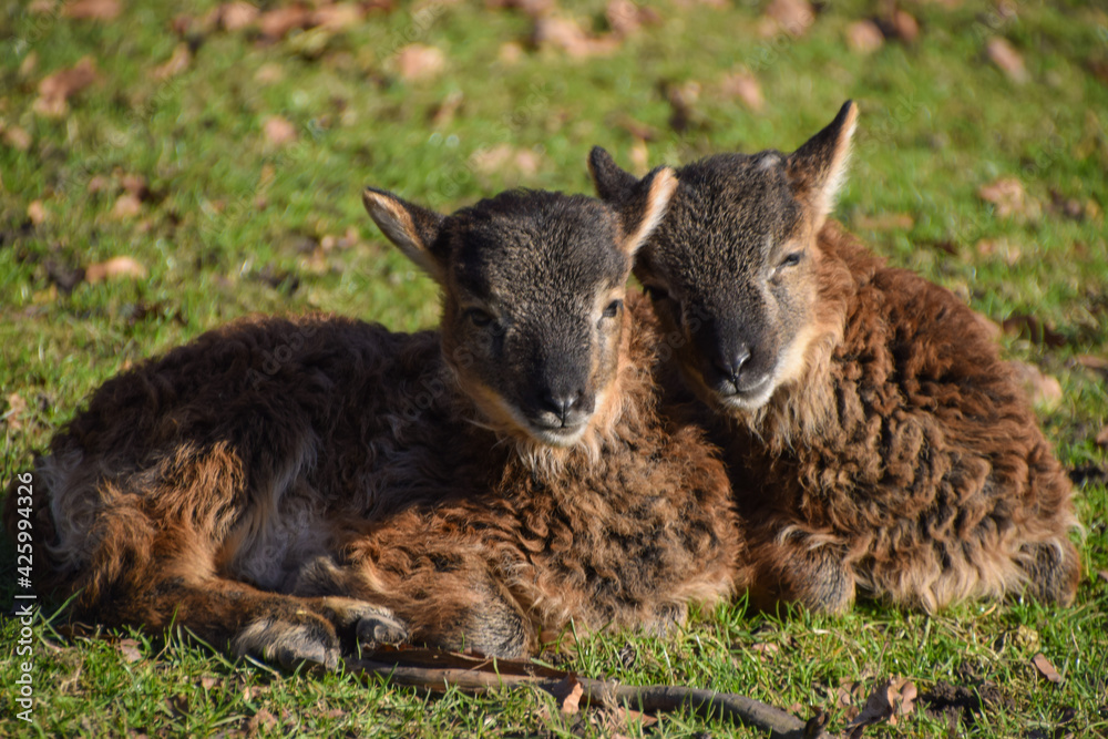 A pair of lambs enjoying the sunshine in an animal sanctuary.