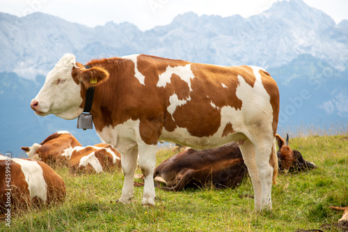 Fotografering Bavarian cows grazing on an alpine pasture in mountains