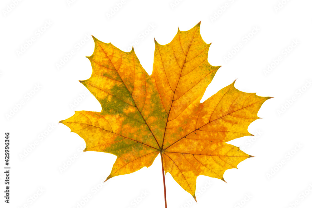 Autumn maple leaf close-up on white background. rich color background Autumn maple leaf close-up on white background. rich color background