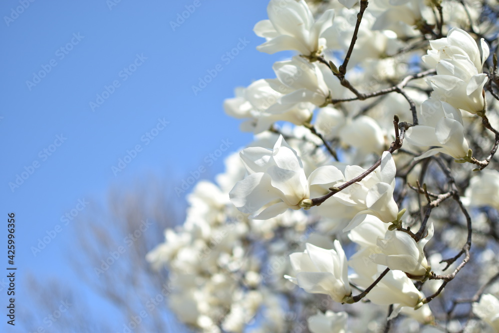 Obraz premium Magnolia