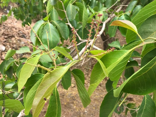 Fresh Green Myrabolan Wood. Bunch of Sherbulic Mirabolan (Terminalia chebula Retz.) King of herbs to detoxify the body. In India named Haritaki used for ancient ayurvedic therapies.
 photo