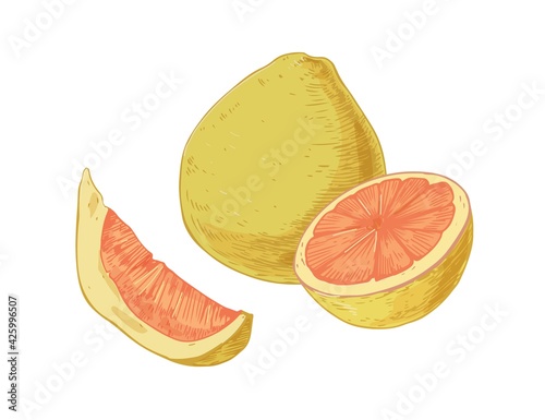 Whole fruit, slice, segment and half of pomelo isolated on white background. Composition of juicy pummelo pieces. Realistic hand-drawn vector illustration of tropical citrus in retro style
