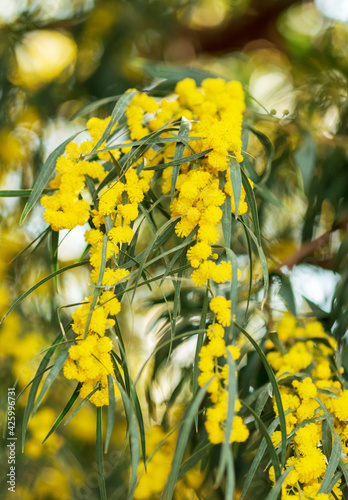 Blossoming of mimosa tree Acacia pycnantha, golden wattle close up in spring, bright yellow flowers, coojong, golden wreath wattle, orange wattle, blue-leafed wattle, acacia saligna